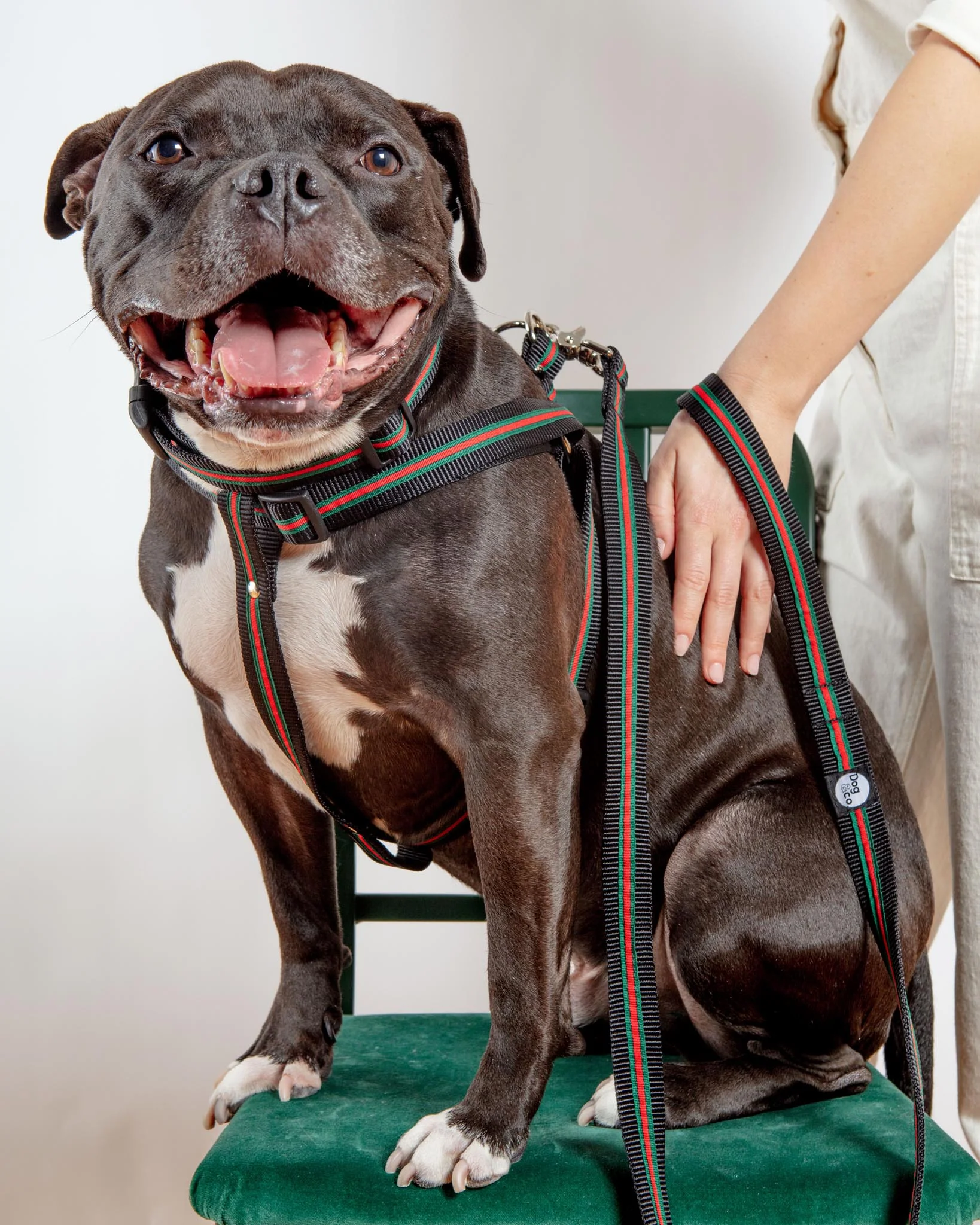 Step-In Dog Harness in Luxe Green & Red Stripe (Made in NYC) - Image 7